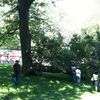 Tree Branch Falls In Central Park, Three Injured